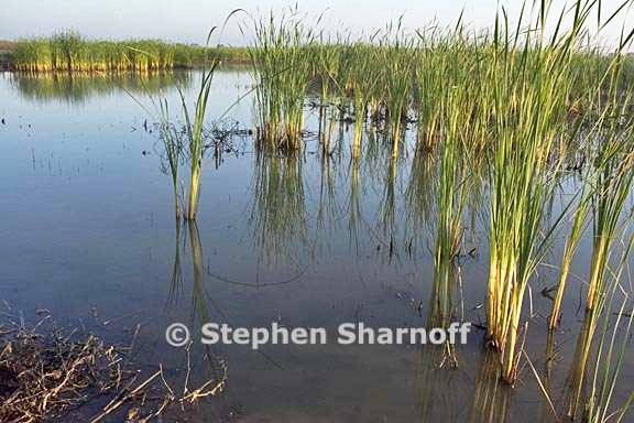 san luis wildlife refuge graphic